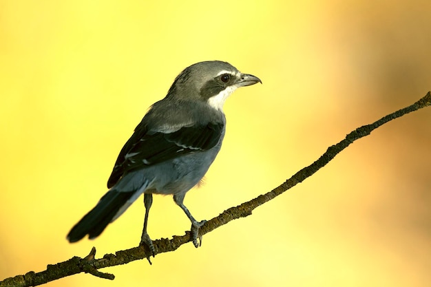 Southern grey shrike in a Mediterranean forest with the last light of a summer day