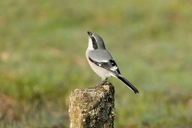 Southern grey shrike with mating season plumage in its breeding territory at one of its favorite perches with the first light of day