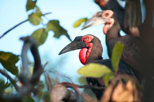 Southern Ground Hornbill