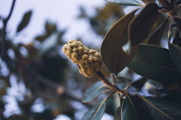 Southern magnolia cone blooming in the park in summer