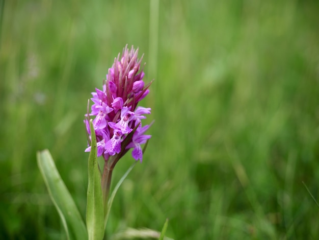 Southern Marsh Orchid (Dactylorhiza praetermissa)