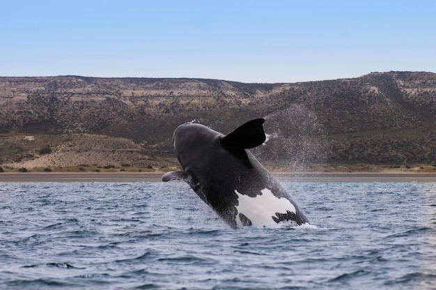 Southern Right whale jumping Peninsula Valdes Patagonia Argentina