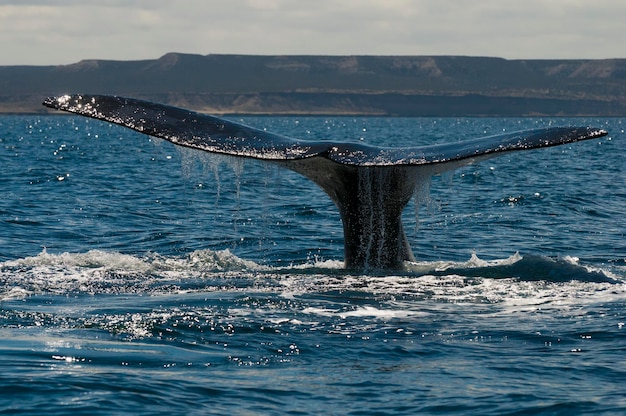 Southern right whale tail, Peninsula Valdes, Chubut Province, Patagonia, Argentina.