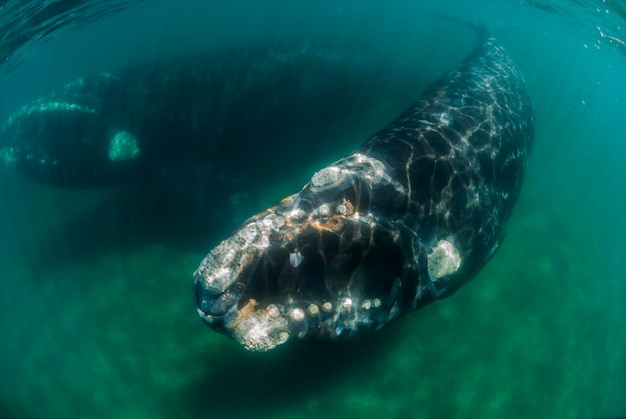 Southern Right whaleEubalaena Australis underwaterxAPeninsula Valdes ChubutPatagonia Argentina