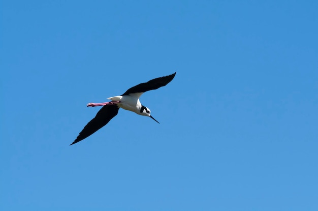 Southern Stilt Himantopus melanurus in flight La Pampa Province Patagonia Argentina