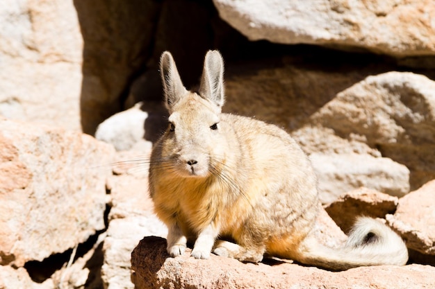 Southern viscacha close upBolivia