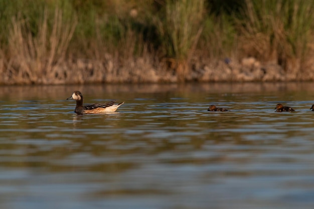 Southern wigeon Anas sibilatrix in marsh environment La Pampa Province Patagonia Argentina