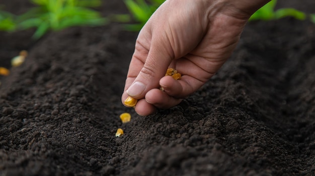 Sow the seeds in the garden into the soil Selective focus