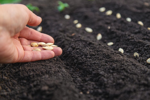 Sow seeds in the garden for rose gardens selective focus