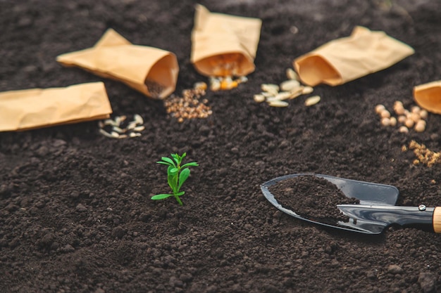 Sow seeds in the garden for rose gardens selective focus