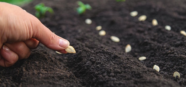 Sow seeds in the garden for rose gardens selective focus