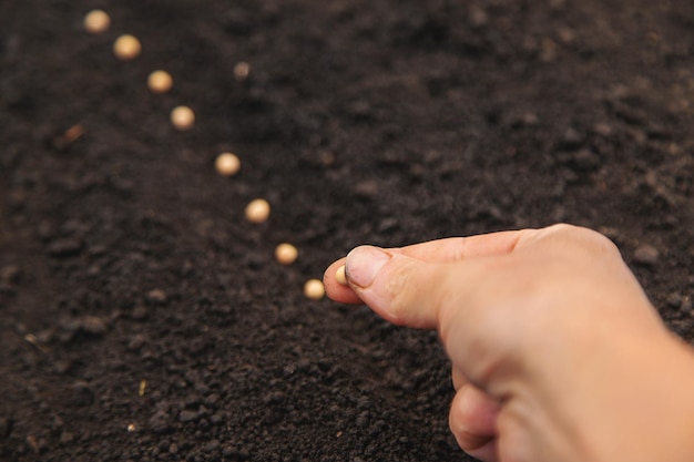 Sow seeds in the garden for rose gardens selective focus