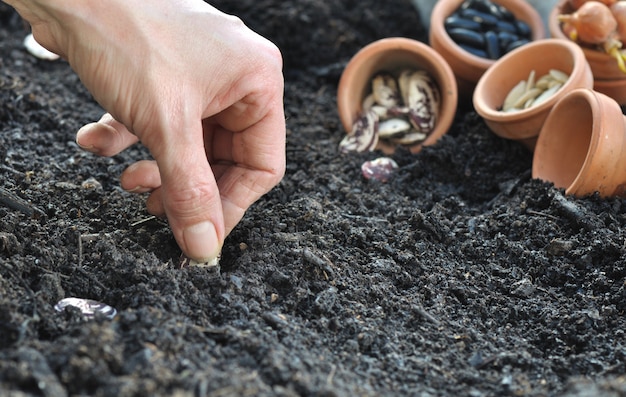 Sowing beans 