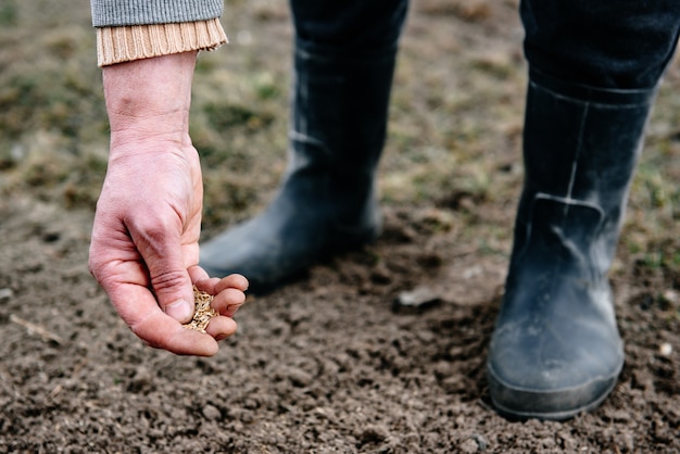 Sowing lawn grass seed into the soil. Farmer's hand spreading seeds.