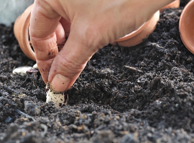 Sowing seeds