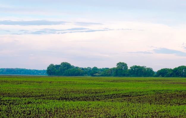 Sown crops in spring field after rain