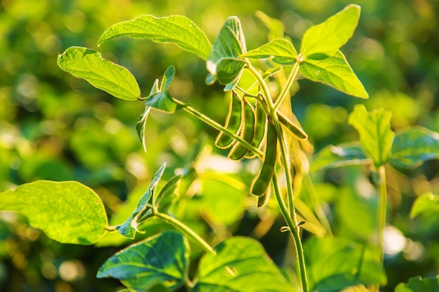 Soy beans grow in the field. Selective focus. Nature.