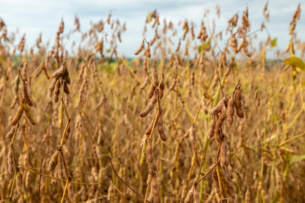 Soy plantation with dry grains, ready for harvest.