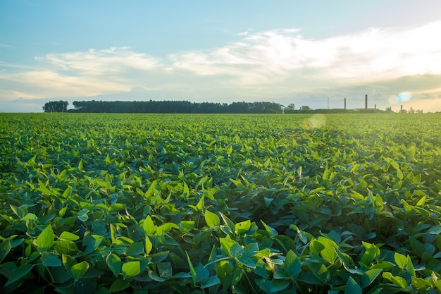 Soy plantation