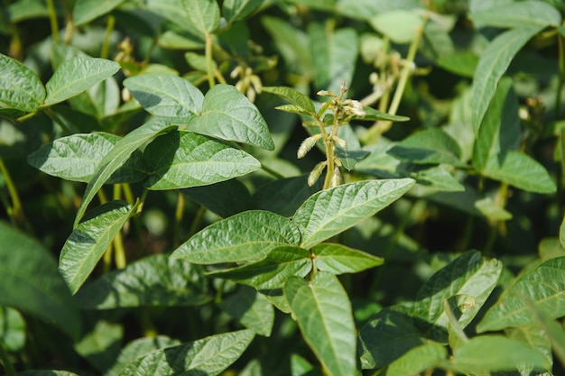 Soy pods at sunset close up Agricultural soy plantation and sunshine Soy bean plant in sunny field Green growing soybeans against sunlight