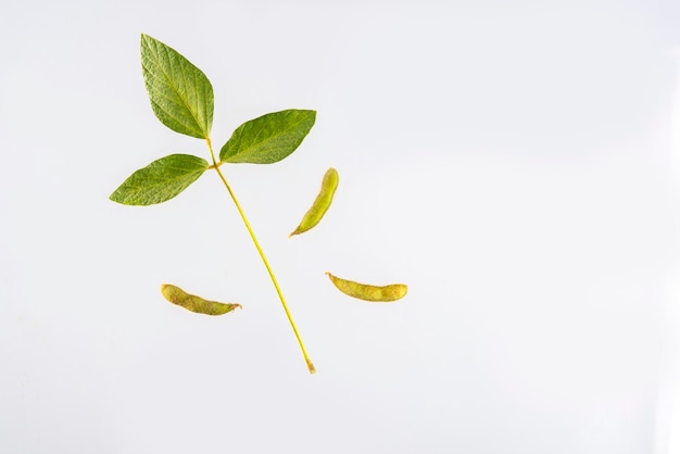 Soybean branch with 3 leaves and 3 pods isolated on white background.