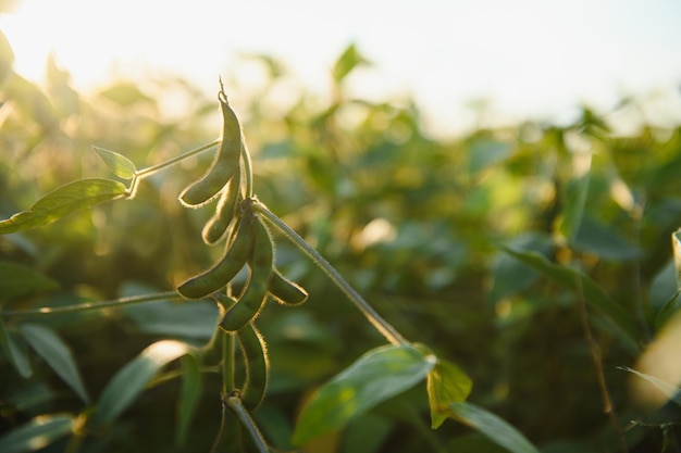 Soybean field, green field, agriculture landscape, field of soybean on a sunset sky background