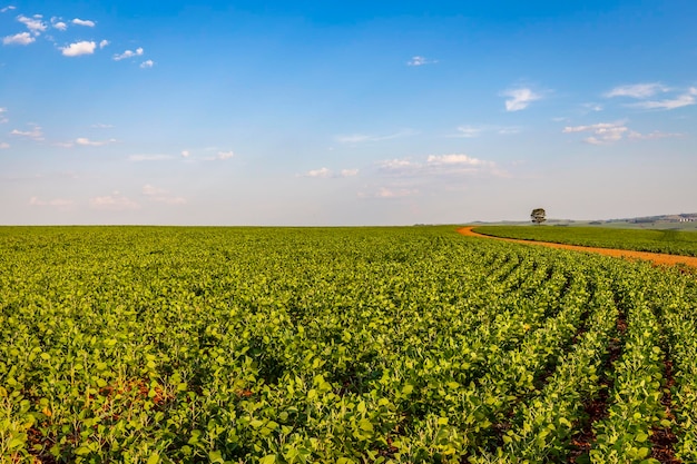 Soybean field in a sunny day. Agricultural scene.