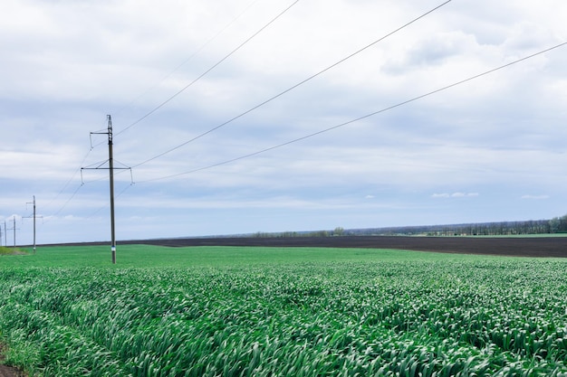 Soybean fields with fresh green leaves in the spring with a blue background in Thailand Pole highvoltage power lines that cross the farm crops High voltage power poles and bean fields