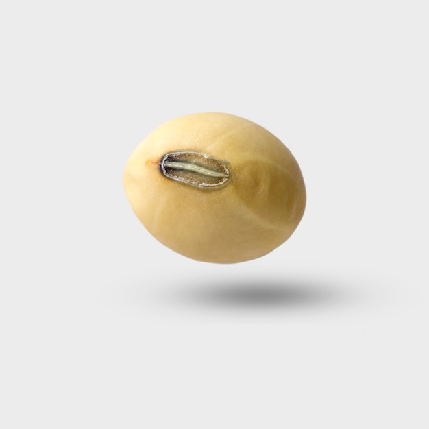 soybean on gray background and clipping path