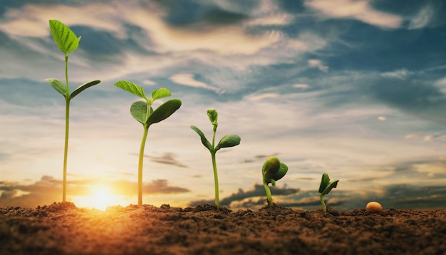 Soybean growth in farm with blue sky background. agriculture plant seeding growing step concept