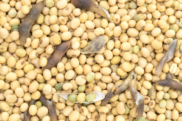 Soybean organic harvested background