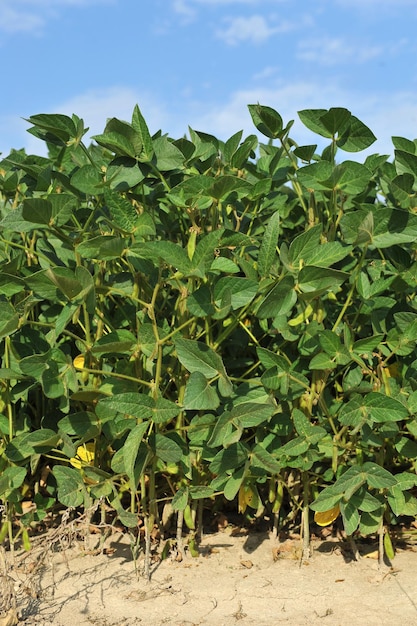 Soybean plant on an agricultural field against a blue sky