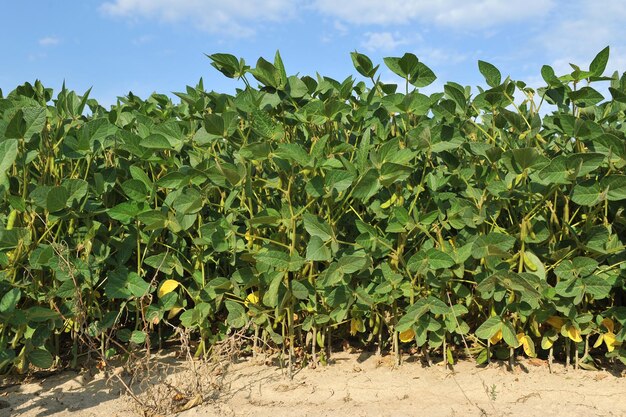 Soybean plant on an agricultural field against a blue sky