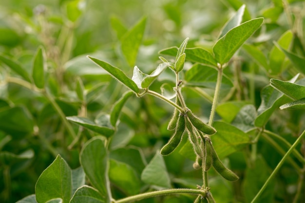 Soybean plant in the garden Agriculture agronomy industry