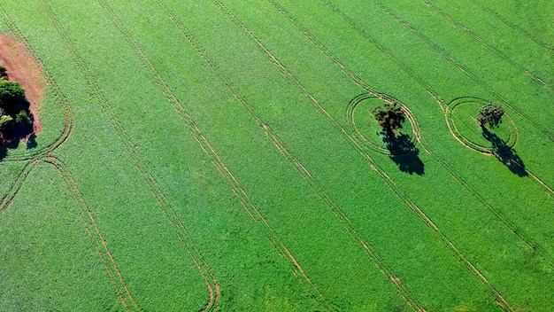 soybean plantation in Brazil. Green field with grown soybeans. Aerial view