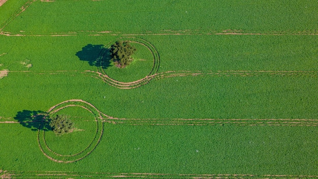 soybean plantation in Brazil. Green field with grown soybeans. Aerial view