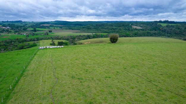 soybean plantation in Brazil. Green field with grown soybeans. Aerial view