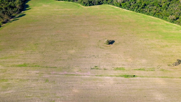 soybean plantation in Brazil. Green field with grown soybeans. Aerial view