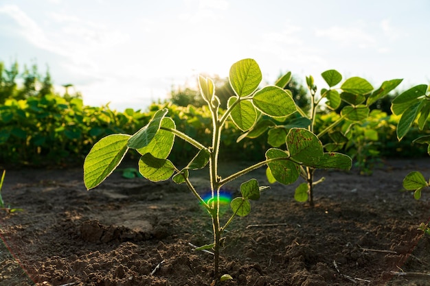 Soybean plantation Growing soybeans plant against sunlight Soy field with sunset sun