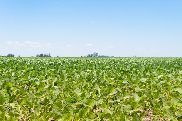 Photo soybean plantation in the summer in the argentine pampa