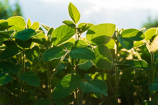 Soybean seedling in the agricultural garden at evening light Green soya leaves