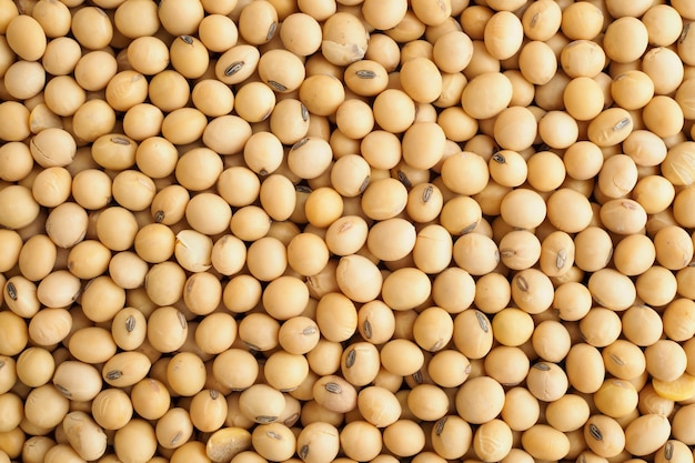 Soybeans texture background, closeup