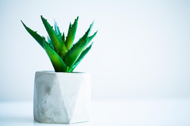 Spa concept Aloe vera plant on table in bathroom