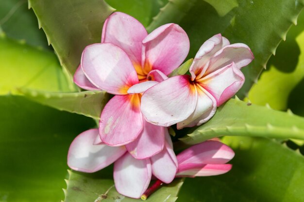 Spa flowers petals close up detail isolated