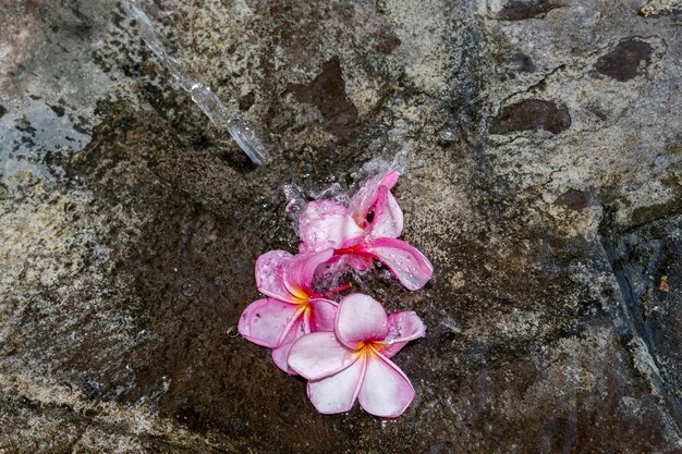 Spa flowers petals close up detail isolated