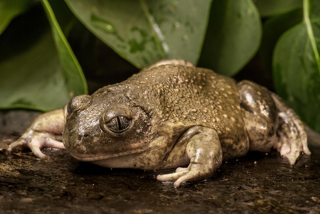 Spade Foot Toad close up low angle