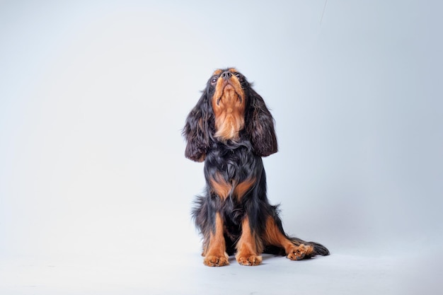 A spaniel dog sits and looks up