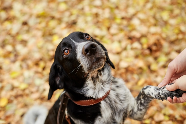 Spaniel dog with long ears walks in the autumn Park and looks at the owner. Dog on nature, Russian Spaniel