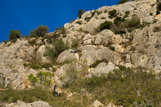 Spanish ibex young male in the nature habitat wild iberia spanish wildlife mountain animals