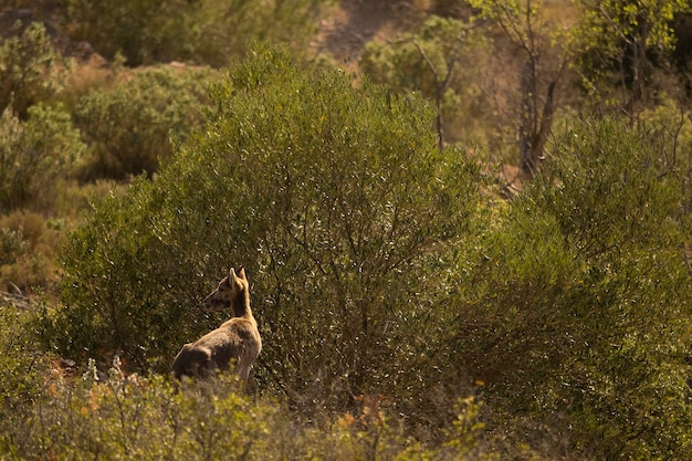 Spanish ibex young male in the nature habitat wild iberia spanish wildlife mountain animals